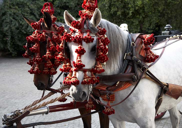 Caballos