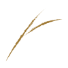 Fino